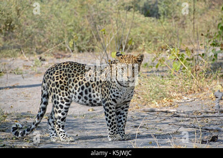 A sleepy Leopard. Taken in the Okavango Delta, Botswana Stock Photo