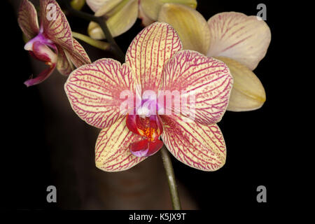Spectacular flower of moth orchid, Phalaenopsis cultivar, with pale yellow petals lined with bright red veins - on a dark background Stock Photo