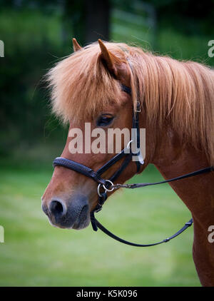 Icelandic horse mare ridden with a bitless bridle Stock Photo