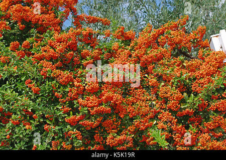 this is Pyracantha coccinea, the Scarlet firethorn, from the family Rosaceae, with his showy fruits in autumn Stock Photo