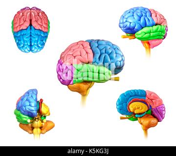 Human Brain. Top, front and side views. 3D rendering isolated on white ...