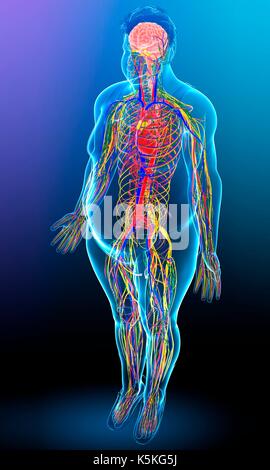 Illustration of male anatomy. Stock Photo