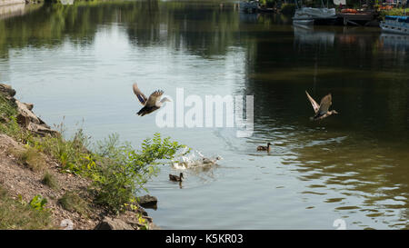 Erie Canal, Fairport NY USA. Stock Photo