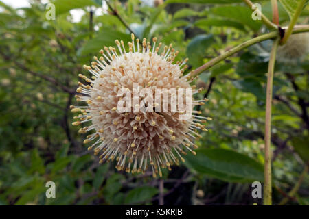 Platanus seed balls. Stock Photo