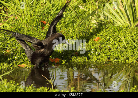 American crow - Corvus brachyrhynchos - flying overhead viewed from ...