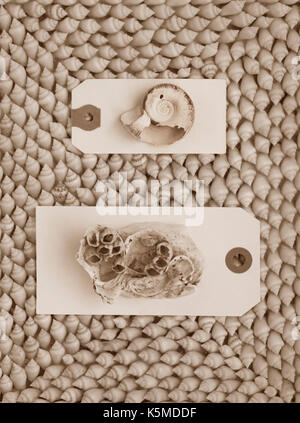 Still life of shell specimens in sepia. Stock Photo