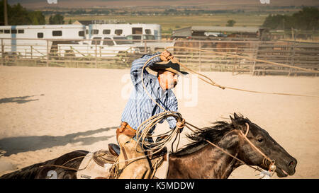 Cowboy  on horseback at Rodeo swinging lasso over head in calf roping cometition Stock Photo