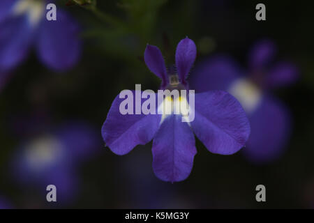 Blue Lobelia Flower Stock Photo