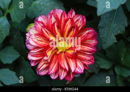 beautiful and amazing pink yellow dahlia flower Stock Photo - Alamy