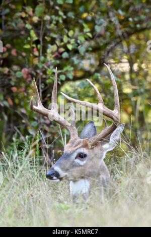 White-tailed buck deer (Odocoileus virginianus) Stock Photo