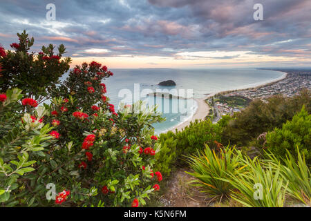 A flowering Pohutakawa tree with the view of Mount Maunganui in the background at sunset. Stock Photo