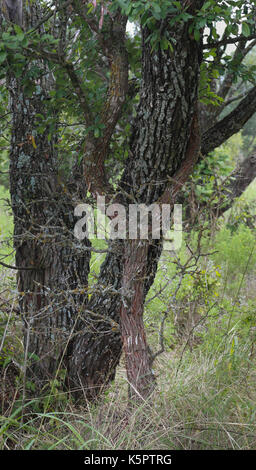 Thin tree with green leaves and trunk isolated on white Stock Photo - Alamy