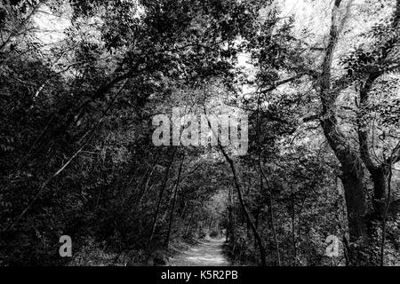 A small path running through a wood, with trees and intricate leaves details and textures Stock Photo