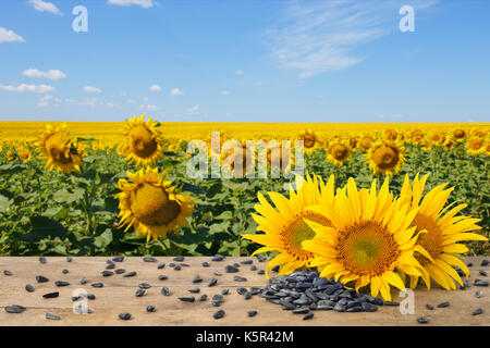 heap of sunflower seeds Stock Photo