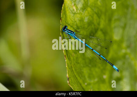 Blue male azure danselfly, Coenagrion puella, resting on poolside vegetation Stock Photo