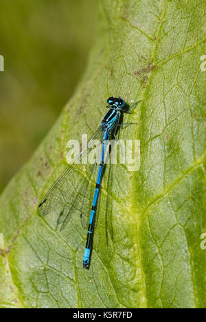 Blue male azure danselfly, Coenagrion puella, resting on poolside vegetation Stock Photo
