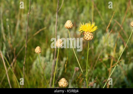Flowering Centaurea ruthenica in field Stock Photo
