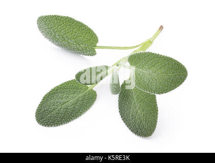 Fresh Baghdad Sage Isolated on White Background in Full Depth of Field with Clipping Path. Stock Photo