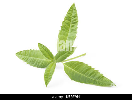 Perfect Lemon Verbena Leaf Isolated on White Background in Full Depth of Field with Clipping Path. Stock Photo