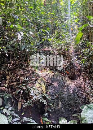 penang natural park, malaysia Stock Photo