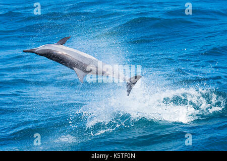 Gray's Spinner Dolphin or Hawaiian Spinner Dolphin (Stenella longirostris) jumping and spinning in the Pacific Ocean off the east coast of Taiwan Stock Photo