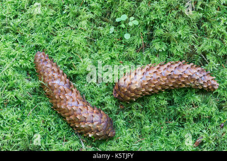 Spruce cone (Picea abies) on moss, Emsland, Lower Saxony, Germany Stock Photo