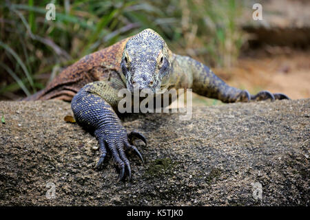 Komodo dragon (Varanus komodoensis), adult, lying on rocks, captive Stock Photo