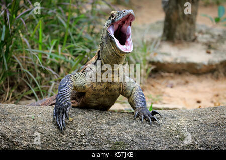 Komodo dragon (Varanus komodoensis), adult on rocks, open mouth, captive Stock Photo