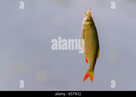 Freshwater fish just taken from the water on the hook. View of single common rudd fish. Stock Photo