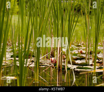 Single Pond Reed Reeds and floating aquatic plant in farm pond in New Zealand Stock ...
