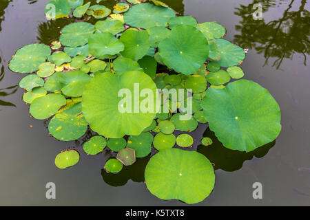 Beautiful Colorful Green Lotus Leaves in a Fresh Natural Pond with Clear Water in a Morning of Summer Season at a Tropical Outdoor Garden in Asia. Stock Photo