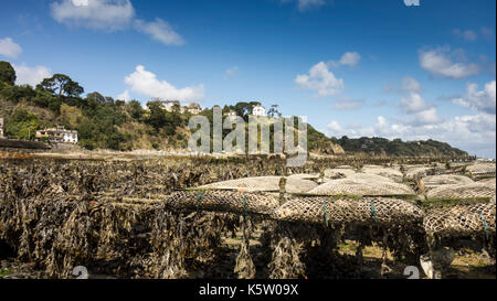 Oyster farming at Cancale in the bay of Mont-Saint-Michel, the English Channel, Ille-et-Vilaine, Brittany, France, at low tide Stock Photo