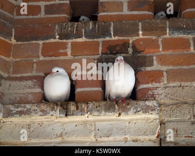 White Doves or Fan-Tailed Pigeons in an historic Dovecote Stock Photo