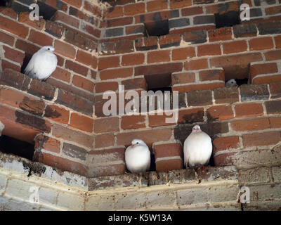 White Doves or Fan-Tailed Pigeons in an historic Dovecote Stock Photo