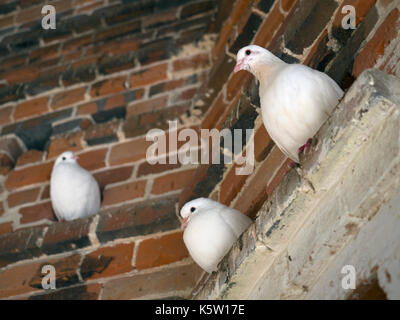 White Doves or Fan-Tailed Pigeons in an historic Dovecote Stock Photo