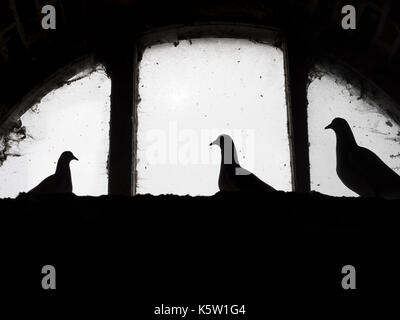 White Doves or Fan-Tailed Pigeons in an historic Dovecote Stock Photo