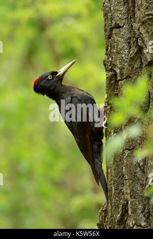 Black woodpecker (Dryocopus martius), female to tree trunk looking for food, National Park Kiskunsag, Hungary Stock Photo