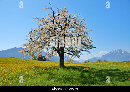 Flowering cherry tree (Prunus avium) in dandelion meadow (Taraxacum), behind Pilatus, Weggis, canton Lucerne, Switzerland Stock Photo