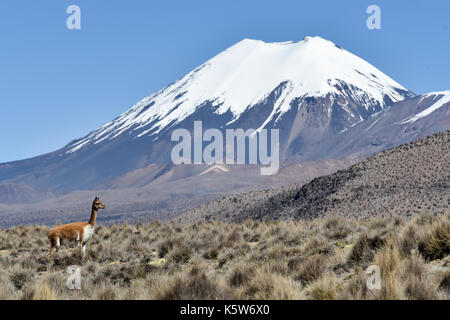 Snow covered volcanoes Pomerape and Parinacota with Guanaco (Lama guanicoe), Sajama National Park, Bolivian Bolivia border Chile Stock Photo