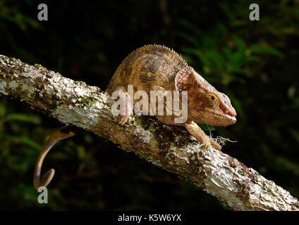 Shorthorn chameleon (Calumma brevicornis) on branch, male, rainforest, national park, Madagascar Stock Photo