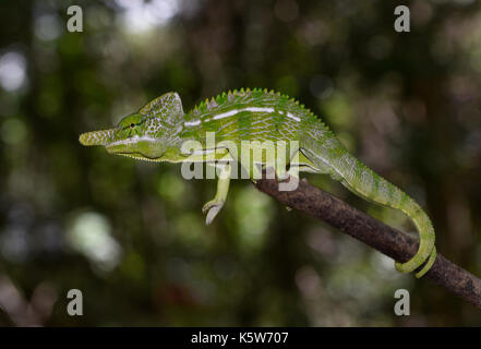 Short-lived chameleon species of the world (Furcifer labordi), male, dry forests of Kirindy, Western Madagascar, Madagascar Stock Photo