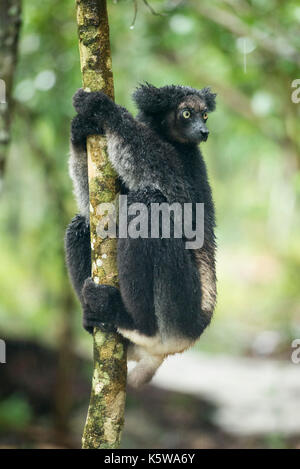 Indri, Indri indri, Palmarium Reserve, Lac Ampitabe, Pangalanes Canal, Madagascar Stock Photo