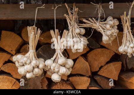 Drying of garlic in the countryside. Growing garlic on a farm. Healthy spice Stock Photo
