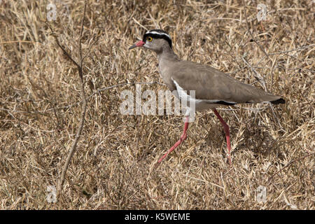 crowned lapwing which goes among dry grass on the African savanna Stock Photo