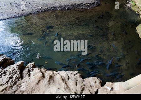 Beautiful Lod Cave in Soppong close to touristic Pai village full of rock. Pond full of black fishes. Stock Photo