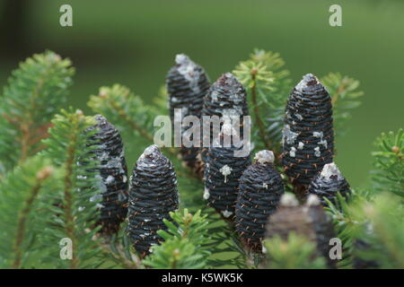 Abies koreana Stock Photo