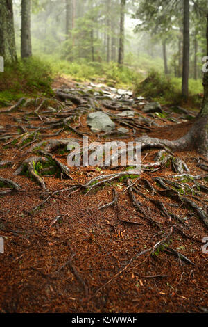 A web of tree roots growing over rocks next to a hiking trail. A wooden bench and table in background. Stock Photo