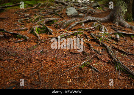 A web of tree roots growing over rocks next to a hiking trail. A wooden bench and table in background. Stock Photo