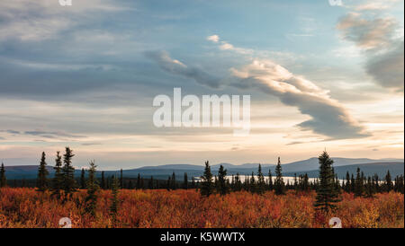 Fall colors contrast with the sunset sky over Paxson Lake in Interior Alaska. Evening. Stock Photo