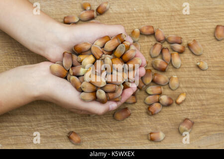 a handful of hazelnuts in male hands on a wooden background Stock Photo